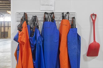 East Peoria, Illinois, Work aprons hang ready for employees at Sorce Freshwater, where invasive carp from the Illinois River are processed and packaged. The fish are sold under the name Shiruba, to re...