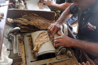 Making a cigar in the Centro Historico, Old Town of Puerto Plata, Dominican Republic, Caribbean, Central America