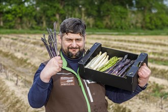 Farmer during asparagus harvest with white, green and violet or purple asparagus, a rare variety from Italy, Rheurdt, North Rhine-Westphalia, Germany, Europe