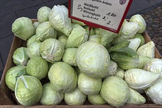 White and pointed cabbage at the weekly market market, Luenburg, Lower Saxony, Germany, Europe