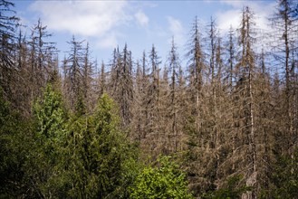 Symbolic photo on the subject of forest dieback in Germany. Spruce trees that have died due to drought and infestation by bark beetles stand in a forest in the Harz Mountains. Riefensbeek, 28.06.2022,...