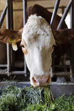 Hay-milk production on a farm in Bavaria, 15.06.2022. Cow standing in the barn all year round and fed with hay, Baiernrain, Germany, Europe