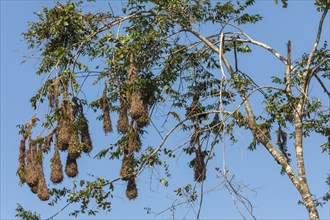 Tortuguero National Park, Costa Rica, Nests of Montezuma oropendola
