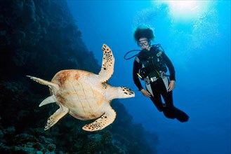 Diver looking on looking at large sea turtle swimming in foreground hawksbill sea turtle