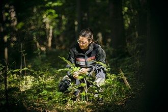 An employee of the Northwest German Forest Research Institute checks a young beech on an experimental plot in a deciduous forest in Lower Saxony. Here, research is being conducted into how the forest ...