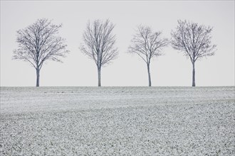 Four trees on an avenue stand out in winter in Vierkirchen, 29.01.2023., Vierkirchen, Germany, Europe