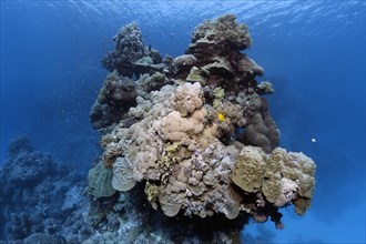 Underwater landscape, typical, bizarre, coral tower, dome coral