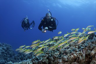 Diver, female diver, two, diving over coral reef, watching shoal of yellowfin sea bass