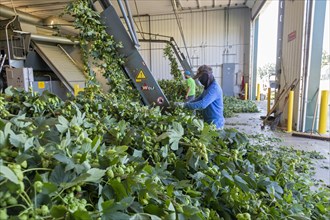 Baroda, Michigan, A Mexican-American crew processes hops at Hop Head Farms in west Michigan. They attach the bines, or vines, to hop harvesting machines that will separate the cones, or flowers, from ...