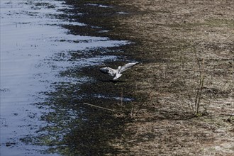 A bird at low water level in the Pold river, Waldhufen, Germany, Due to persistent heat and lack of precipitation many water bodies in Saxony have dried up or are low in water, Waldhufen, Germany, Eur...
