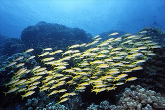 Shoal of yellowfin sea bass