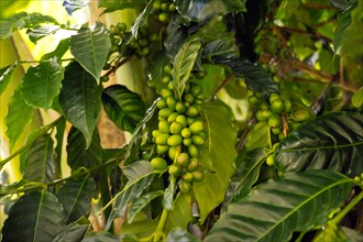 Unripe coffee berries of the Arabica variety on a bush