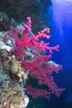 Red specimen of Klunzingers tree coral
