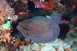 Close-up of giant moray