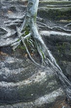 Tree roots on rocks with snow drizzle