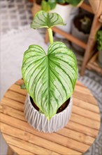 Tropical Philodendron Mamei houseplant with silver pattern in flower pot on wooden table