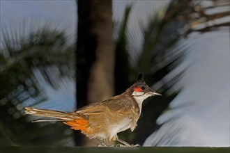 A Red-fronted Bulbul
