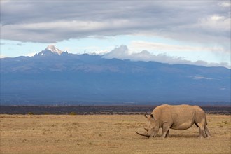 White rhinoceros