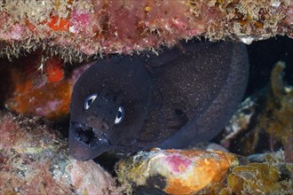 Portrait of Black Moray Eel