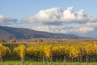 View over colourful vineyards