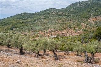 Olive trees in terraced cultivation
