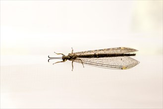 Fly resting on window curtain