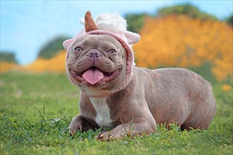 Smiling lilac brindle colored French Bulldog dog with funny pink unicorn hat lying on ground in front of blurry orange spring flower background