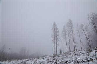 Spruce forest destroyed by bark beetle in winter in foggy weather