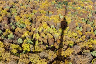 View from the TV tower onto the colourful autumn forest