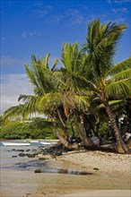 Coconut trees on a beach