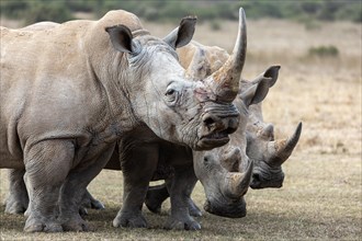 White rhinoceros