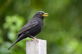 Blackbird