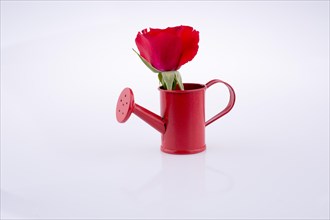 Red rose in a watering can on a white background