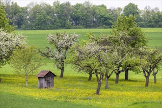 Meadow in spring with blossoming fruit tree and wooden hut