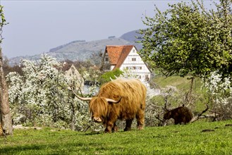Scottish Highland cattle in a pasture