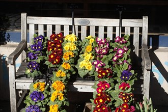 Colourful flowering primroses in flower pots standing on a bench