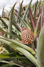 Pineapple plant with a still unripe fruit