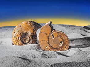 Cut open ammonite