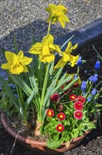 Grave decoration with daffodils