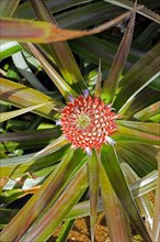 Pineapple plant with a ripe fruit