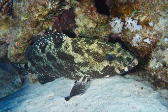 Camouflaged grouper