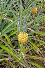 Pineapple plantation with ripe fruit