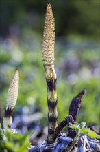Young forest horsetail