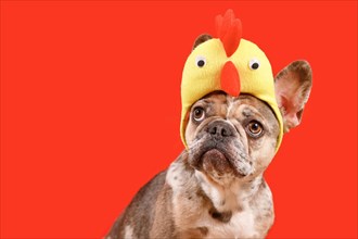 Merle French Bulldog dog wearing Easter costume chicken hat on red background with copy space