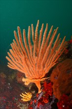 Orange flagellar sea fan