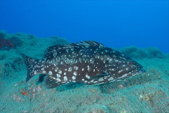 Dusky grouper