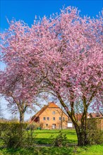 Historic brick house and flowering trees japanese cherry