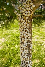 Pine tree full of little snails in nature