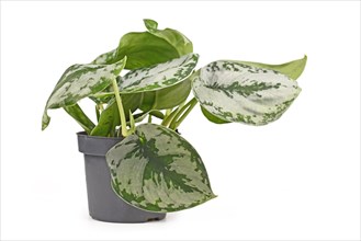 Small tropical Scindapsus Pictus Exotica or Satin Pothos houseplant with large silver leaves with velvet texture and spot pattern isolated on white