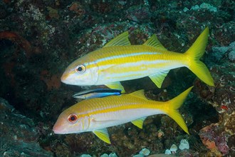 Two specimens of yellowfin barb